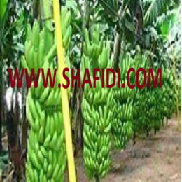 SBJEI-FRESH MEHERSAGAR BANANA